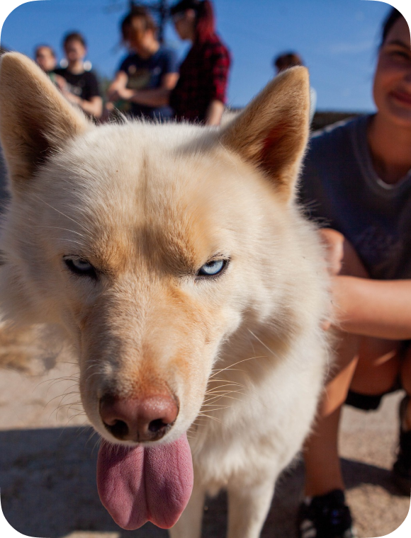 'Employee's dog